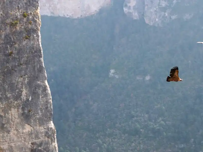 Séjour sportif d'escalade dans les Gorges de la Jonte